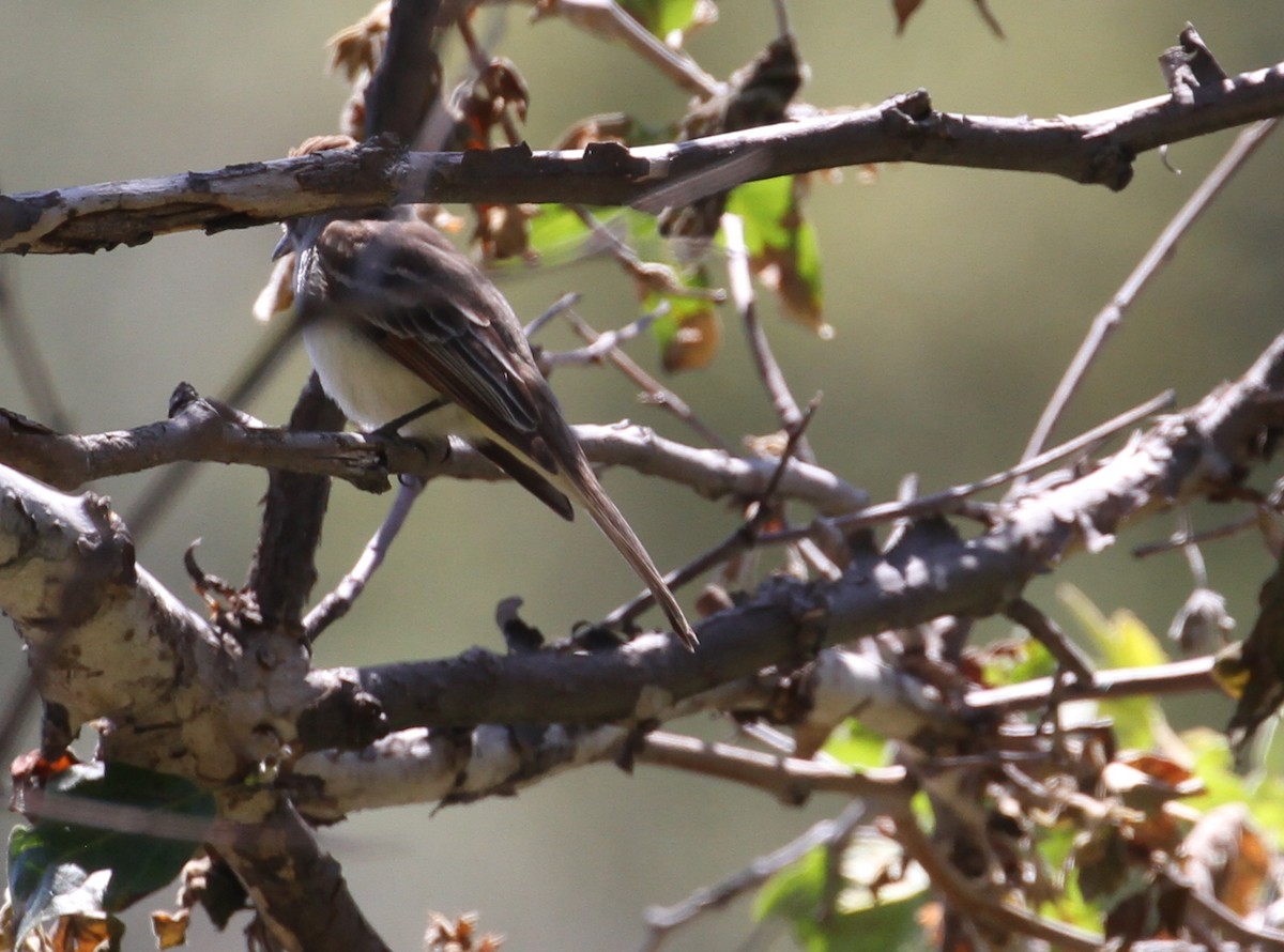Ash-throated Flycatcher - ML103879491