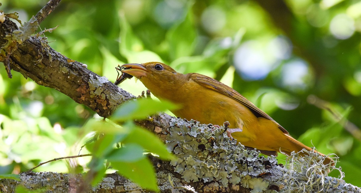 Summer Tanager - ML103881531