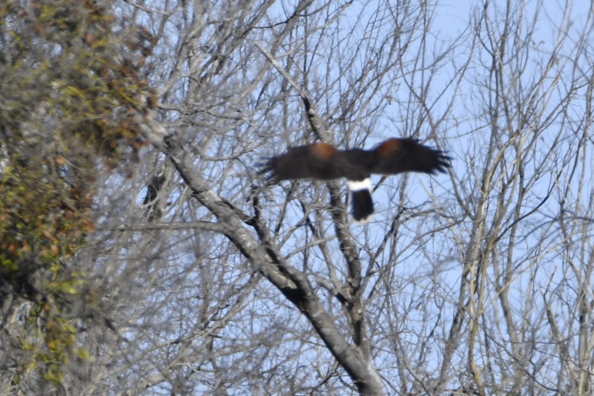 Harris's Hawk (Harris's) - Melanie Illich