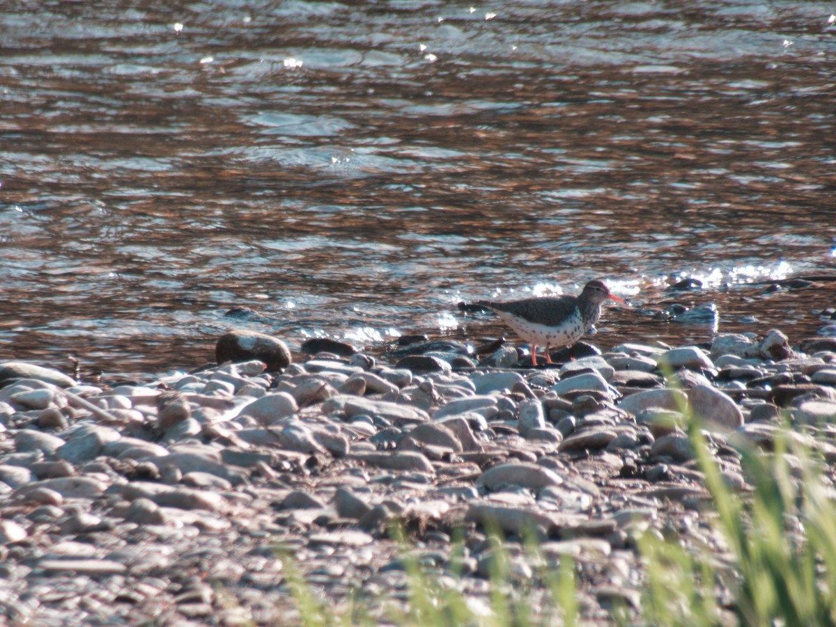 Spotted Sandpiper - ML103882941
