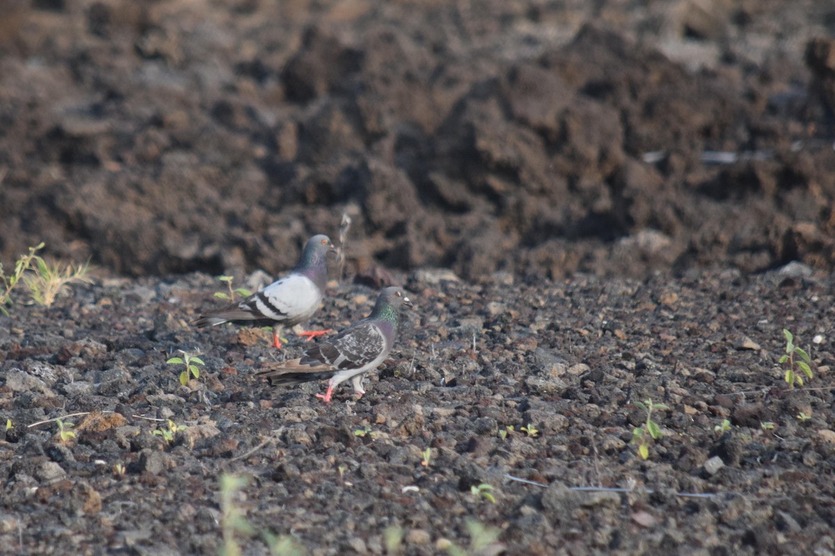 Rock Pigeon (Feral Pigeon) - Peter Rigsbee