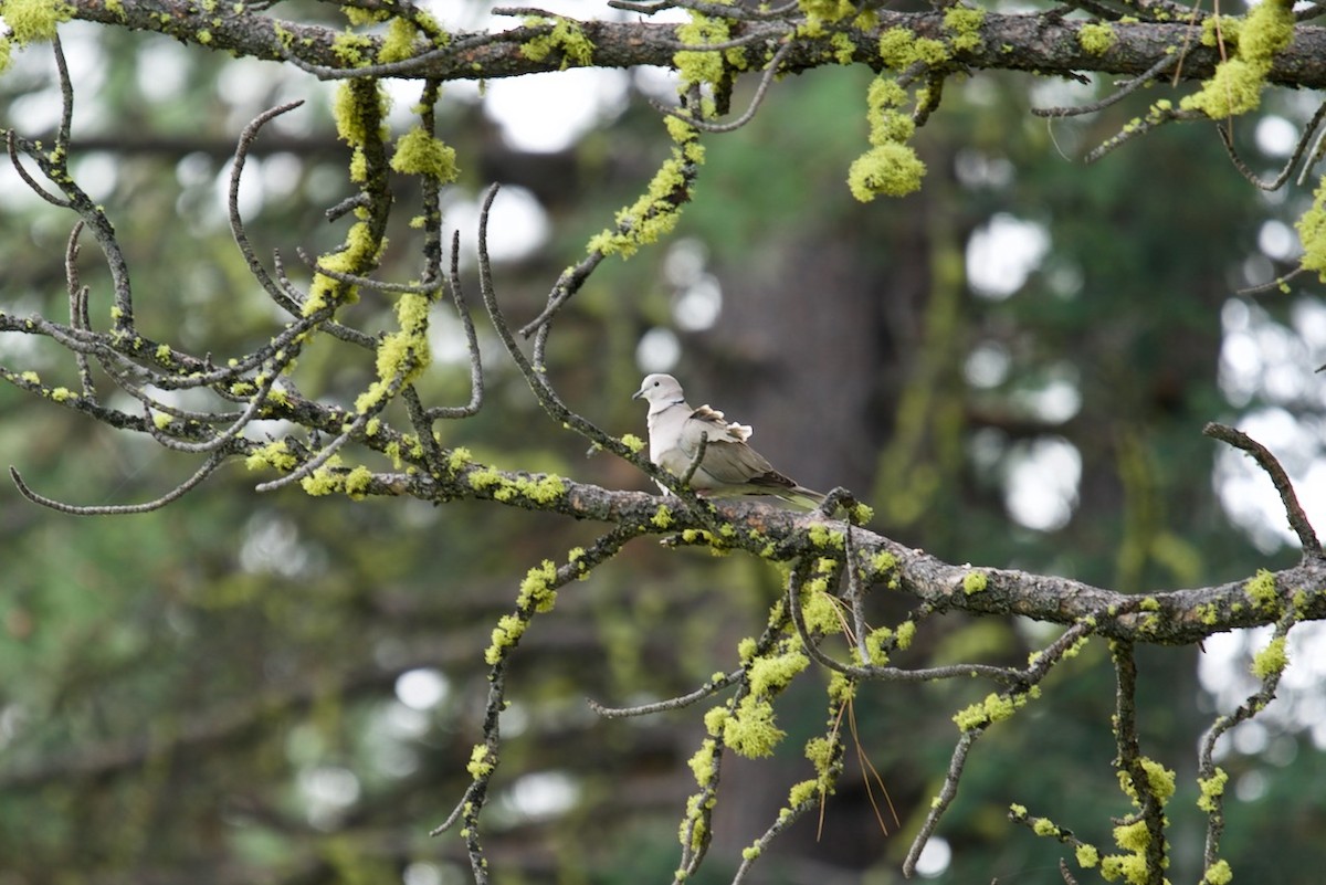 Eurasian Collared-Dove - ML103884441