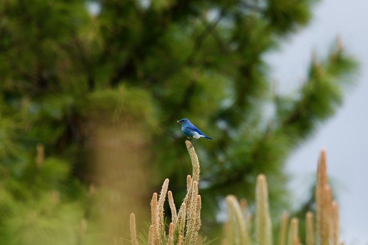 Mountain Bluebird - Steven Hunter