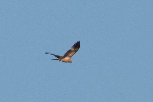 Whistling Kite - Tanner Martin