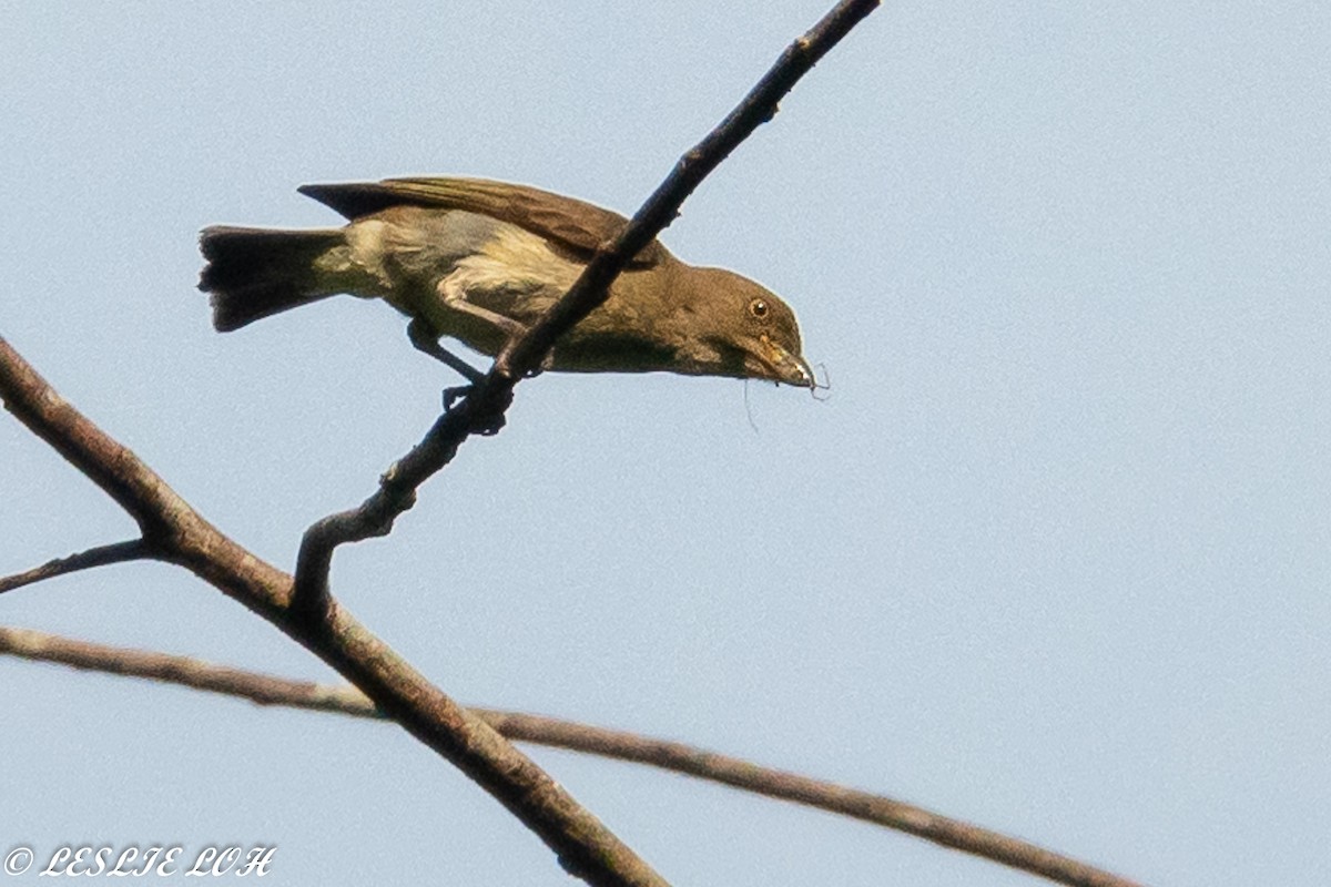 Brown-backed Flowerpecker - Leslie Loh