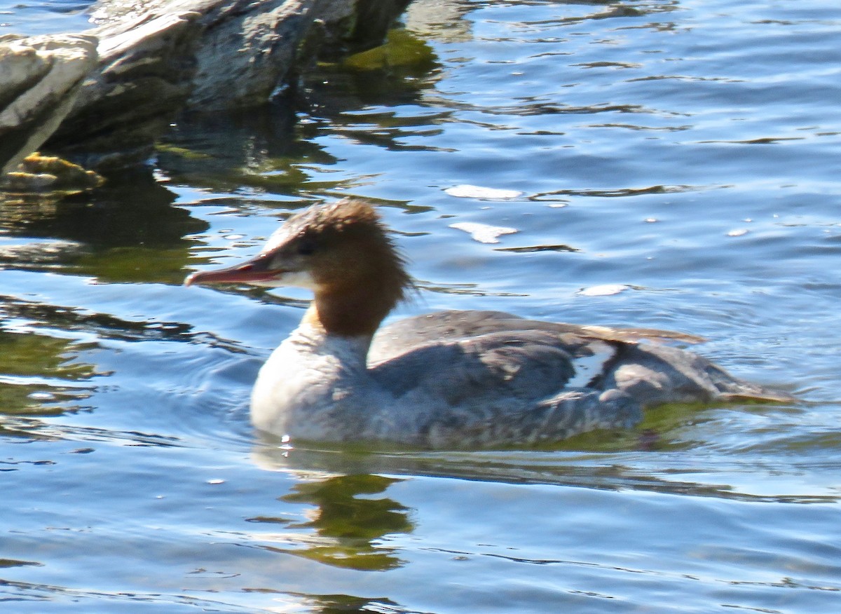 Common Merganser (Eurasian) - Charlie   Nims