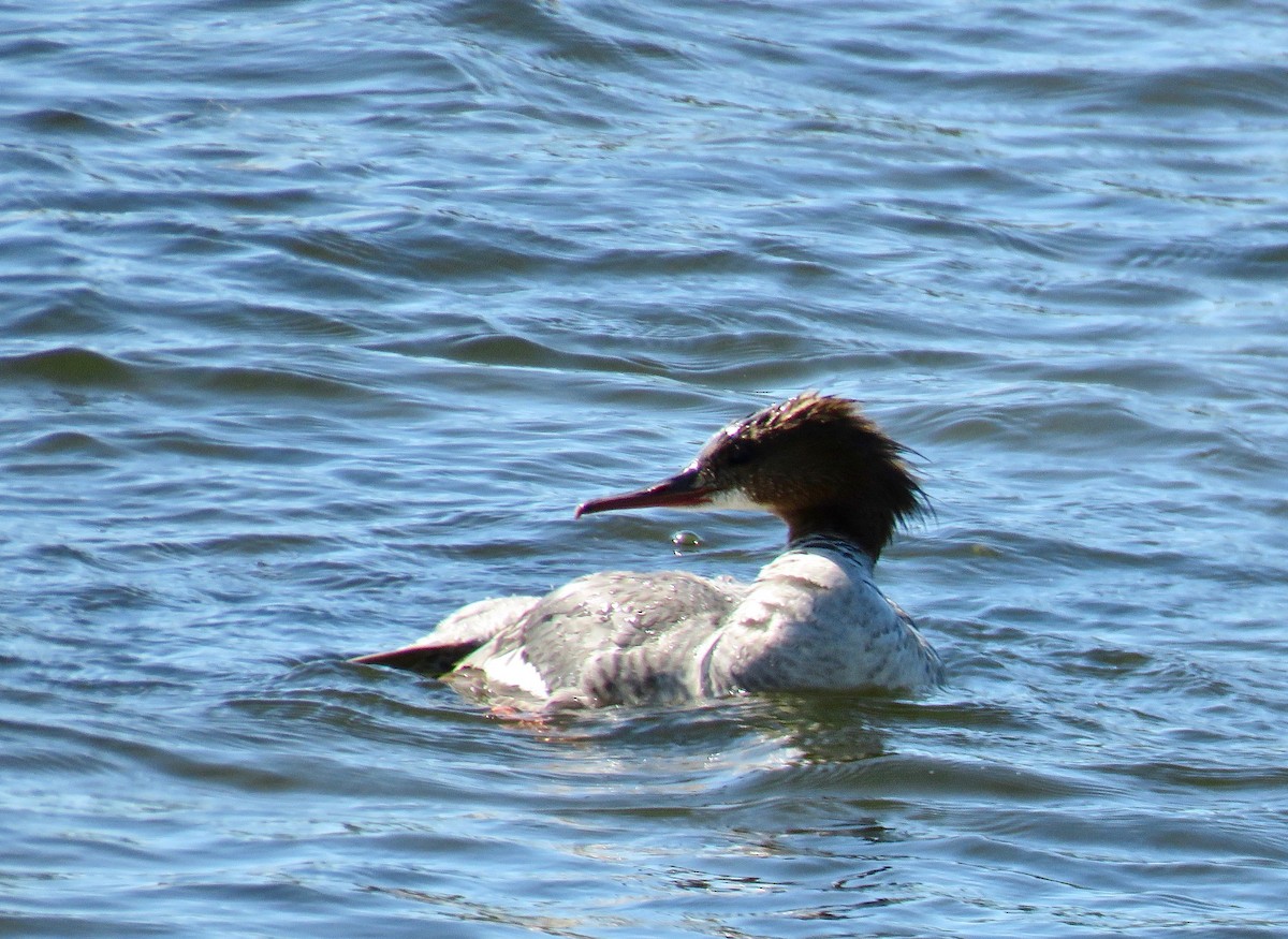 Common Merganser (Eurasian) - Charlie   Nims