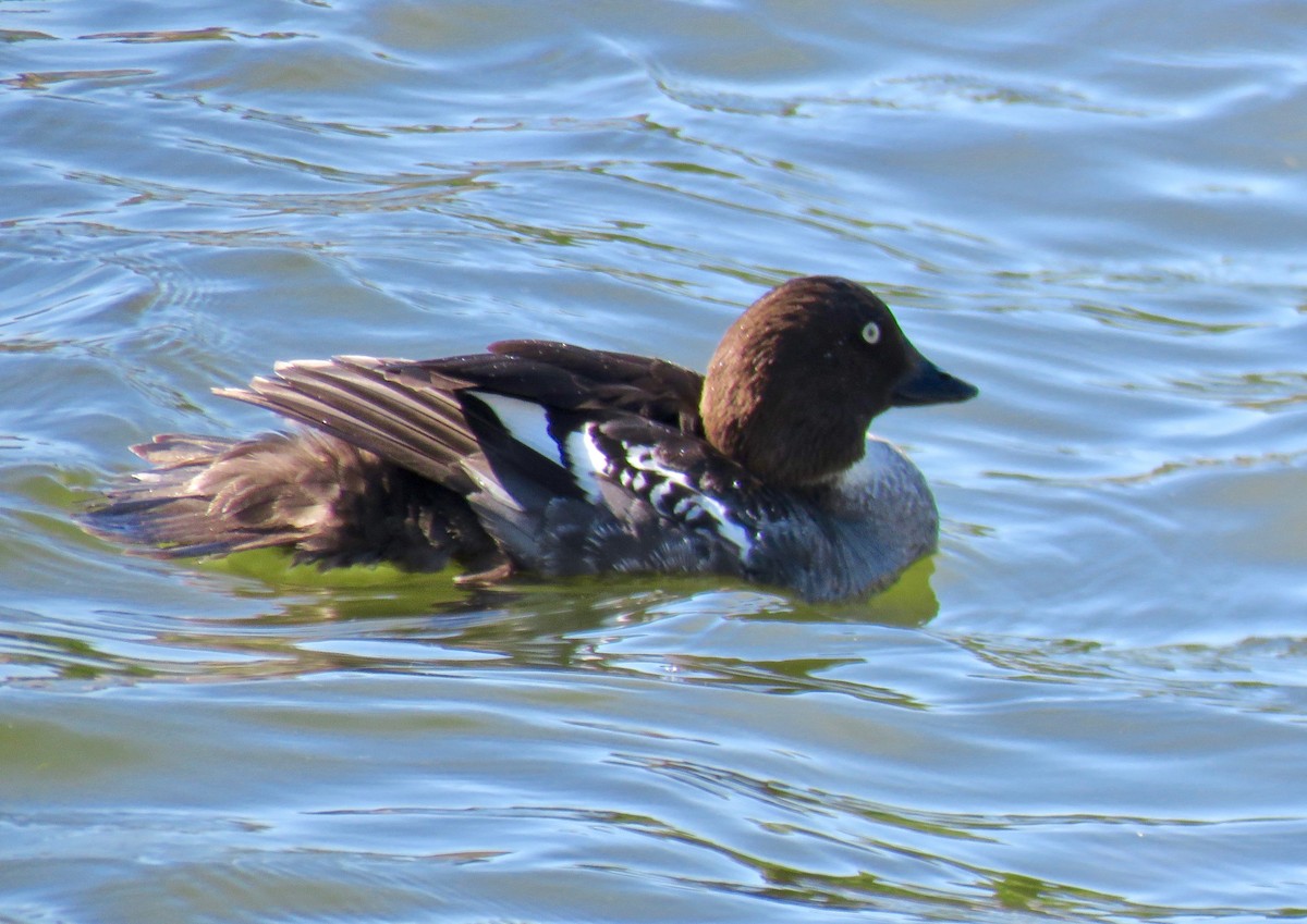 Common Goldeneye - Charlie   Nims