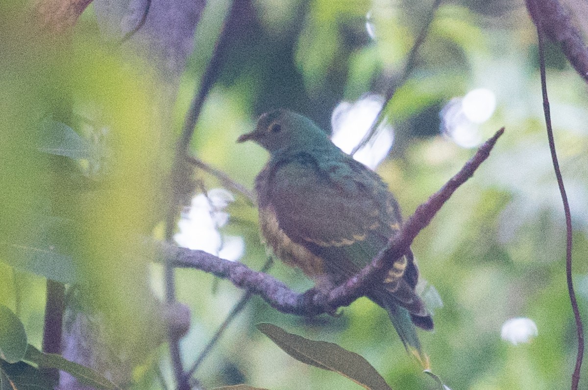 Rose-crowned Fruit-Dove - ML103888961