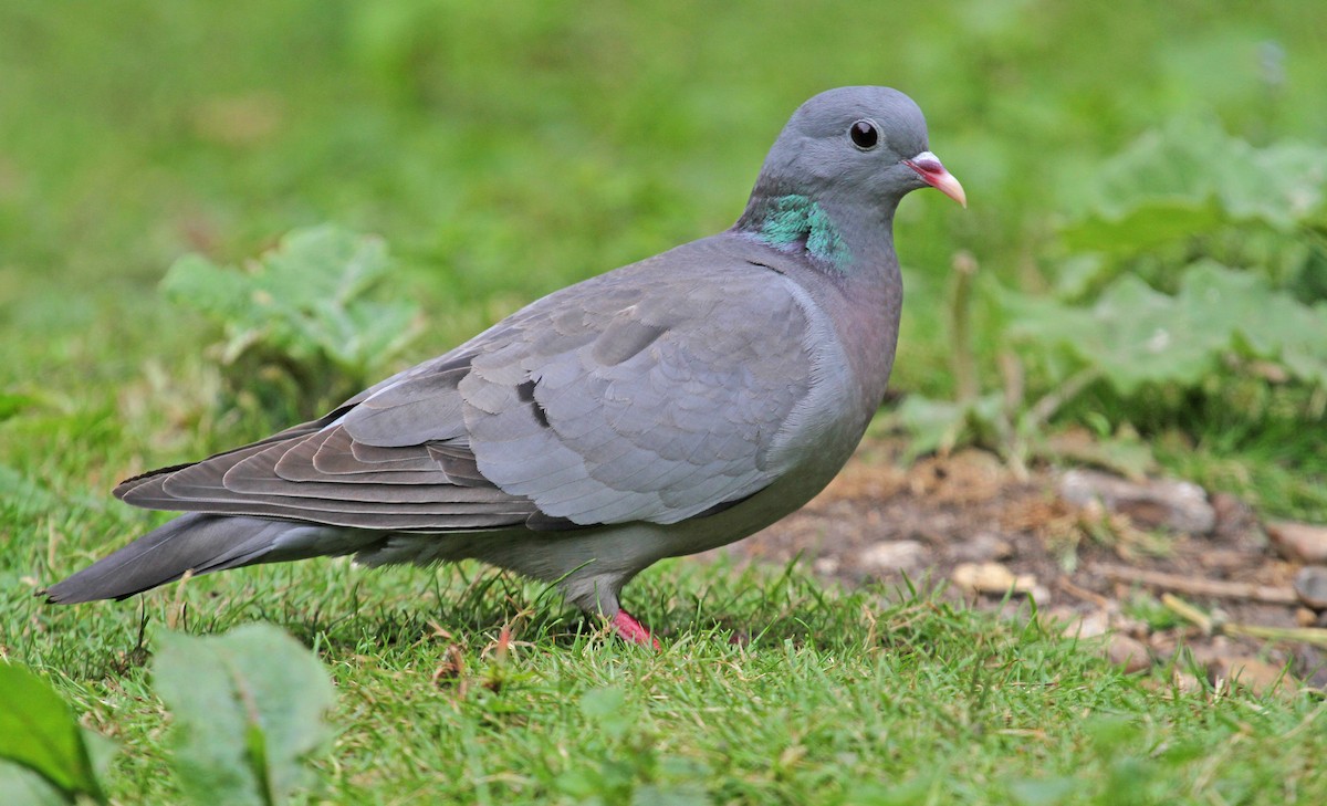 Stock Dove - Paul Lewis