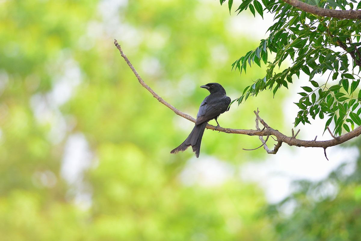 Black Drongo - Weber Tsai