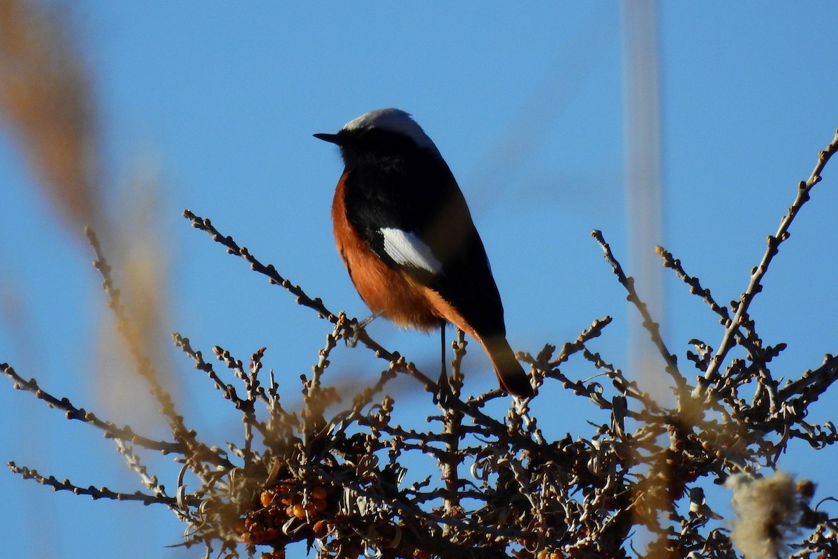 White-winged Redstart - ML103895571