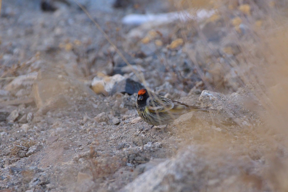 Fire-fronted Serin - ML103895941