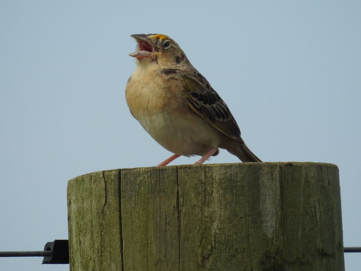 Grasshopper Sparrow - ML103896961