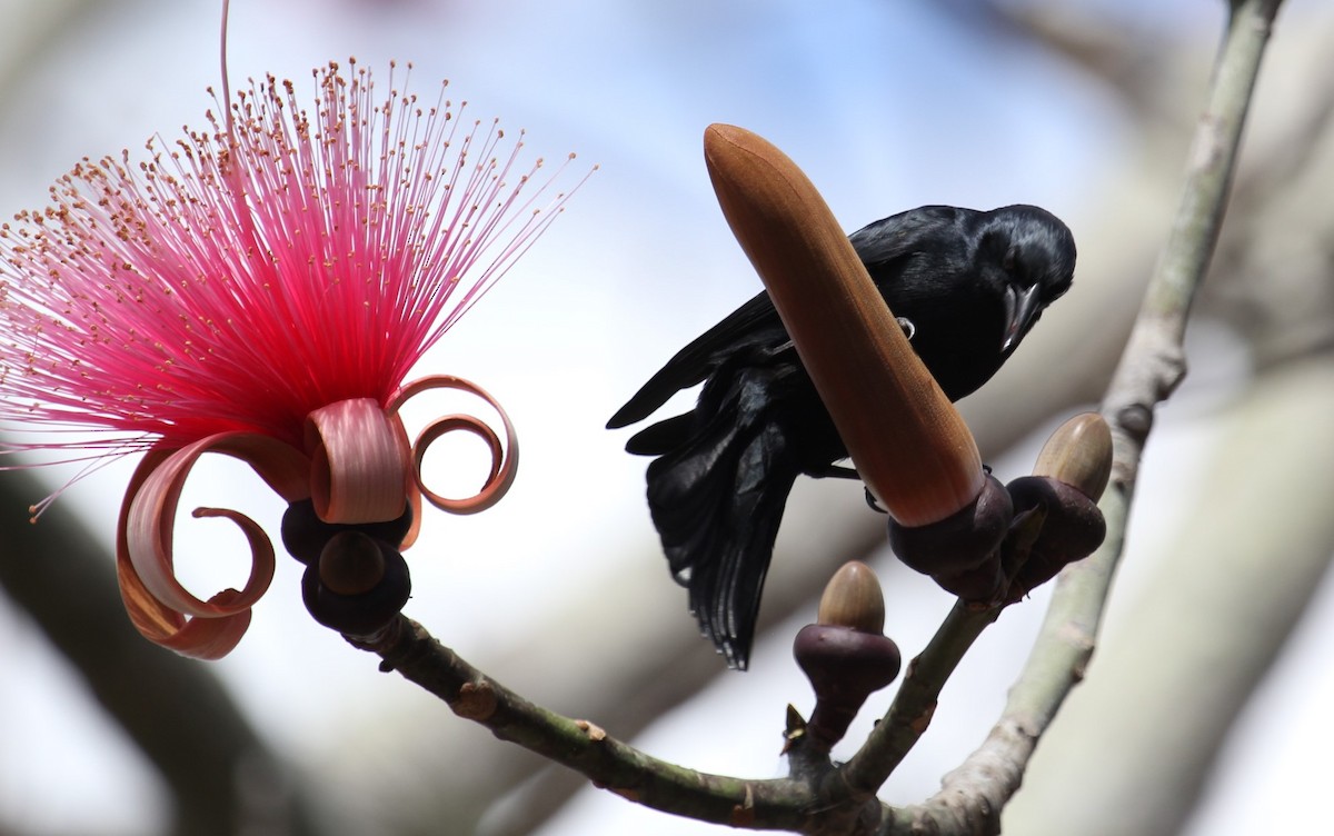 Cuban Blackbird - Berend van Baak