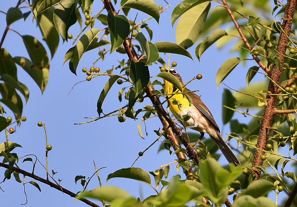 Yellow-breasted Chat - ML103898351