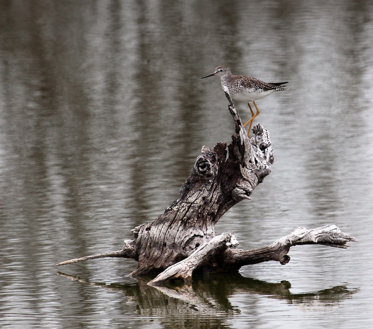 Lesser Yellowlegs - ML103898891