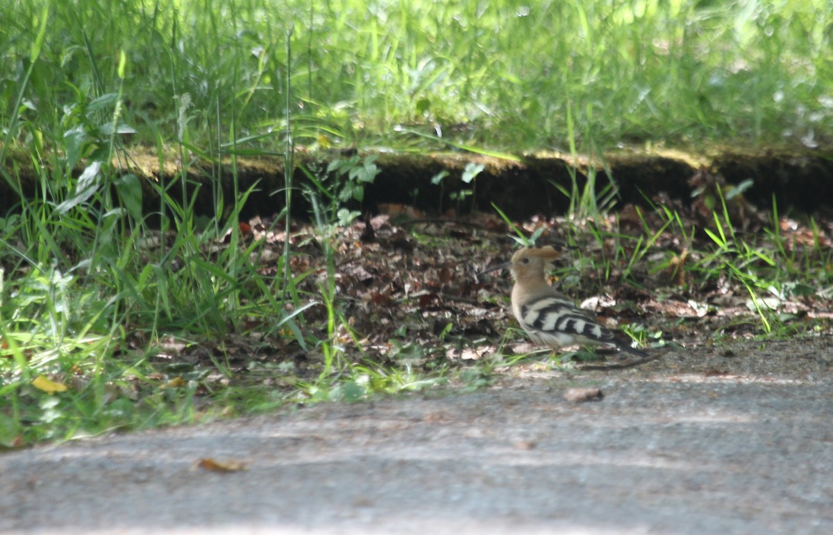 Eurasian Hoopoe - Alexander Lees