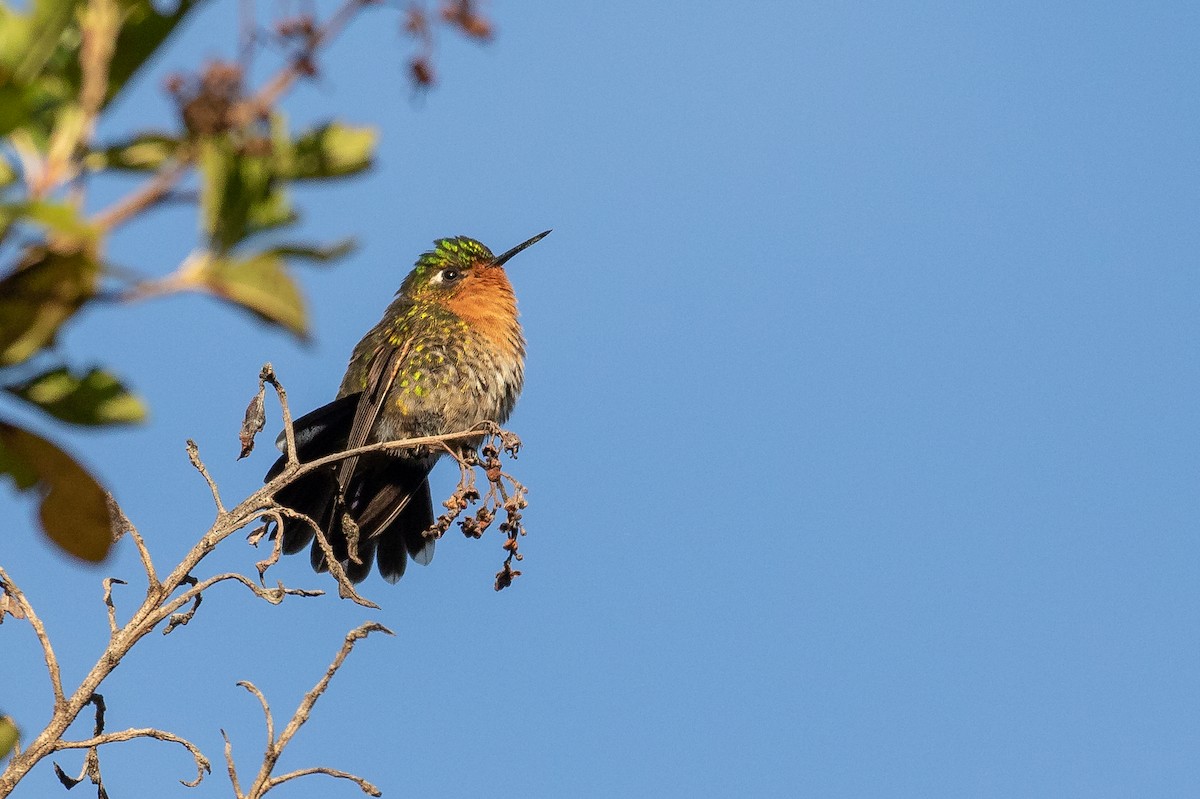 kolibřík dřišťálový (ssp. districta) - ML103901311