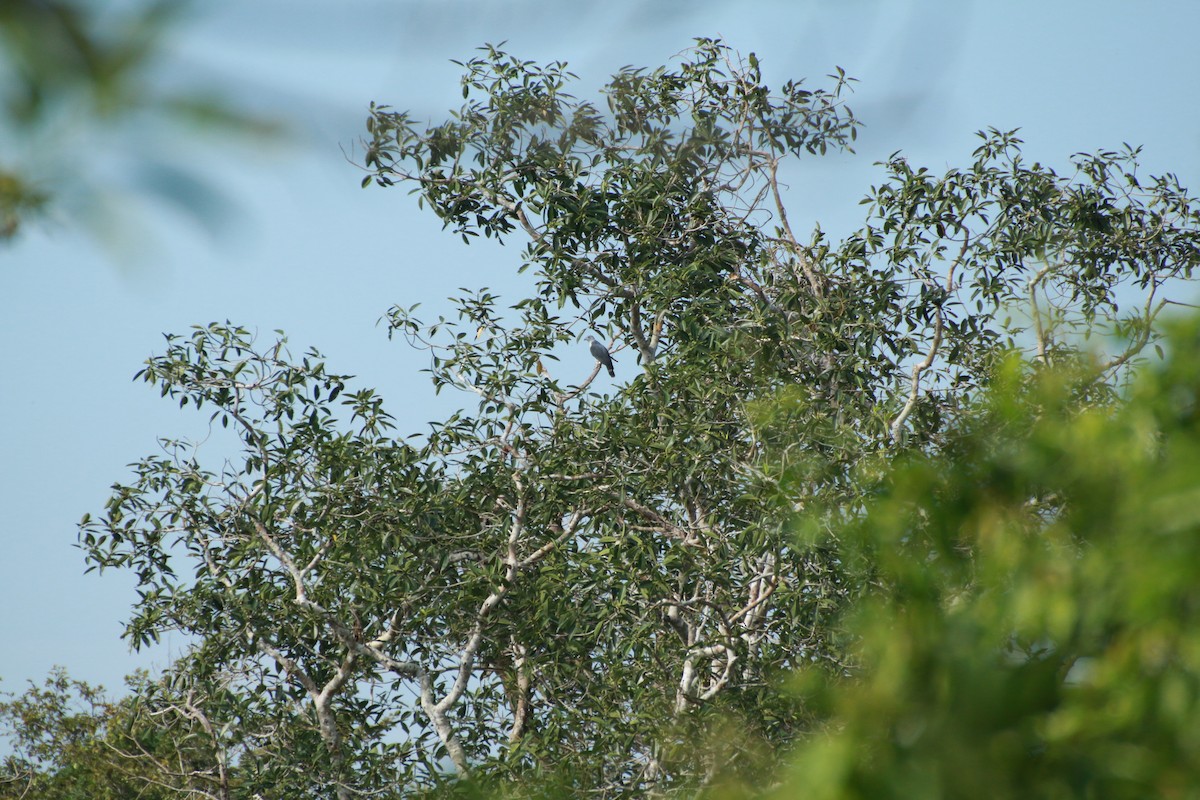 Gray-headed Kite - ML103901531