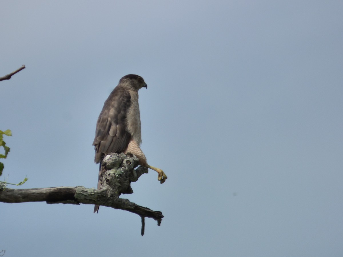 Cooper's Hawk - ML103901841