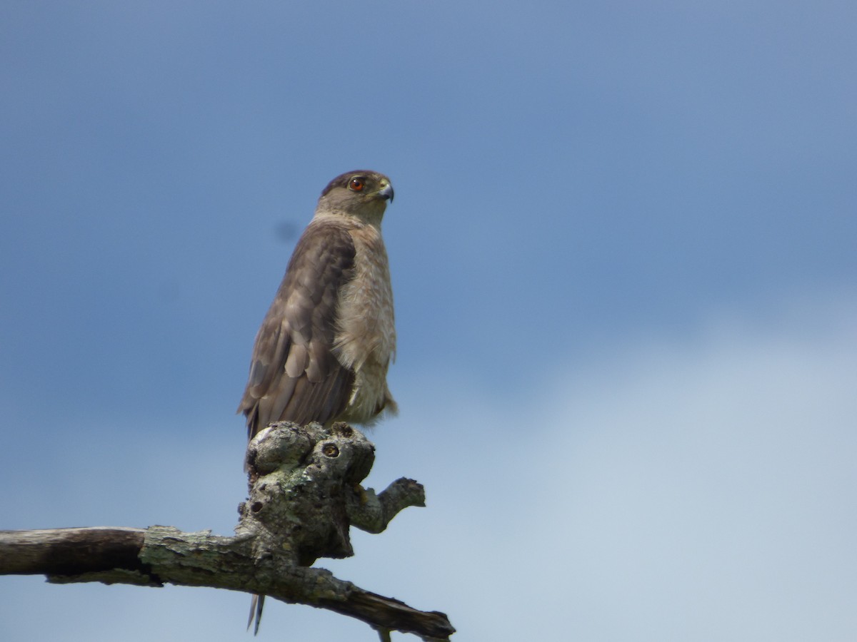 Cooper's Hawk - ML103901891