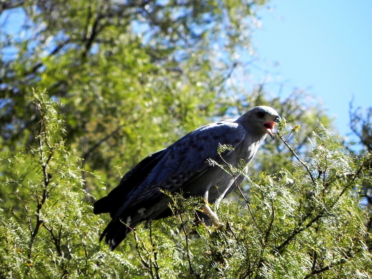 Chaco Eagle - samuel olivieri bornand