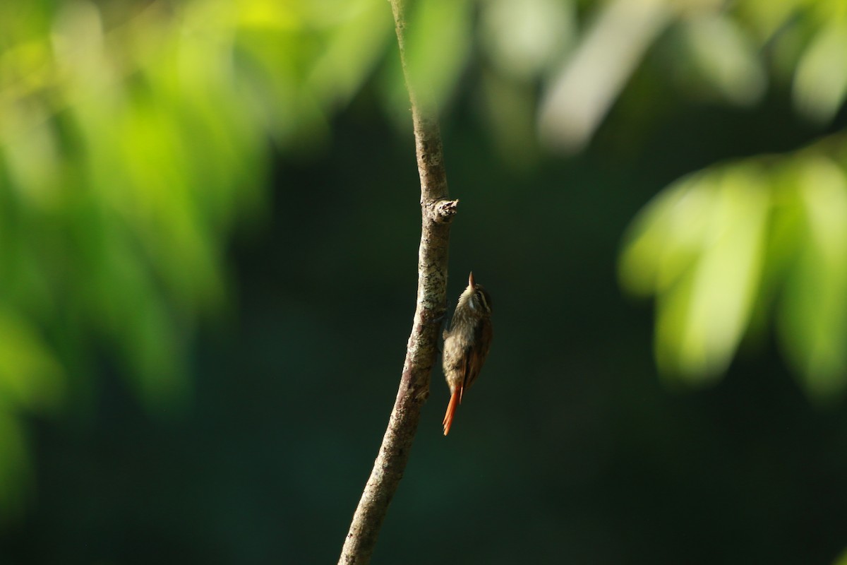 Slender-billed Xenops - ML103902021