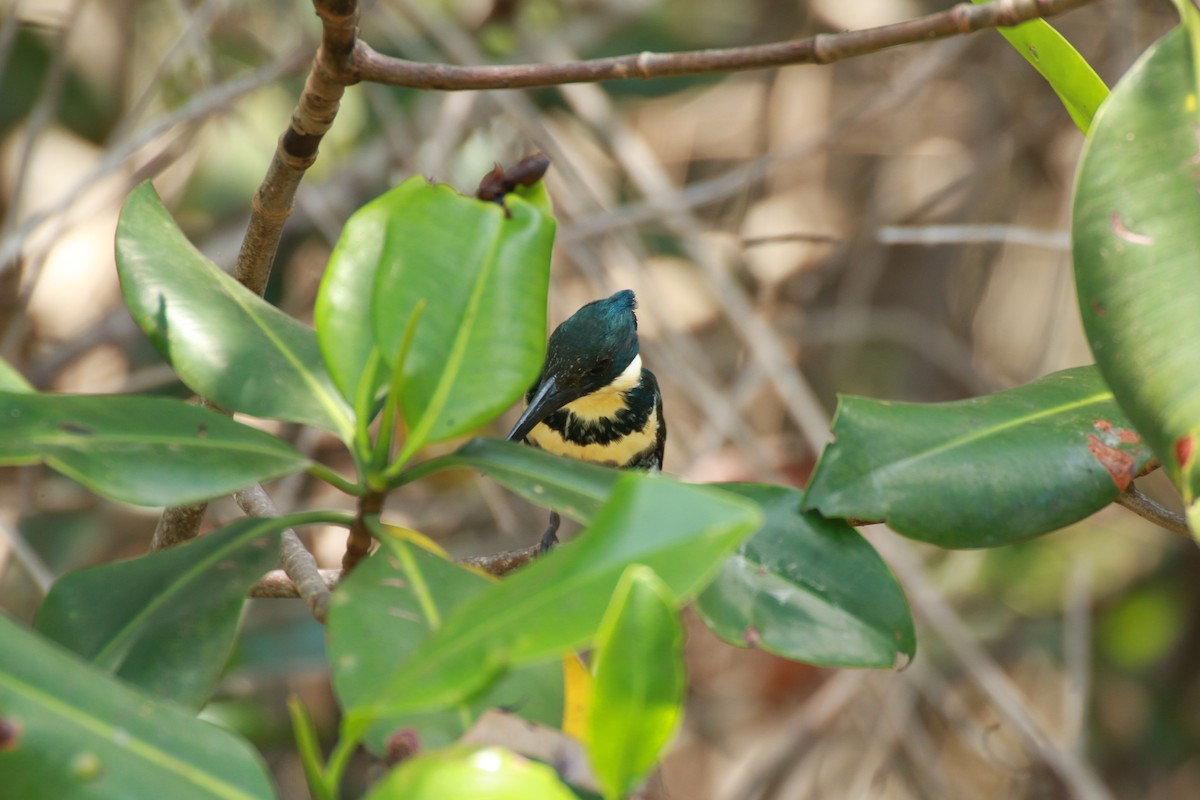 Green Kingfisher - Jose Luis Lescano Perez Pacheco
