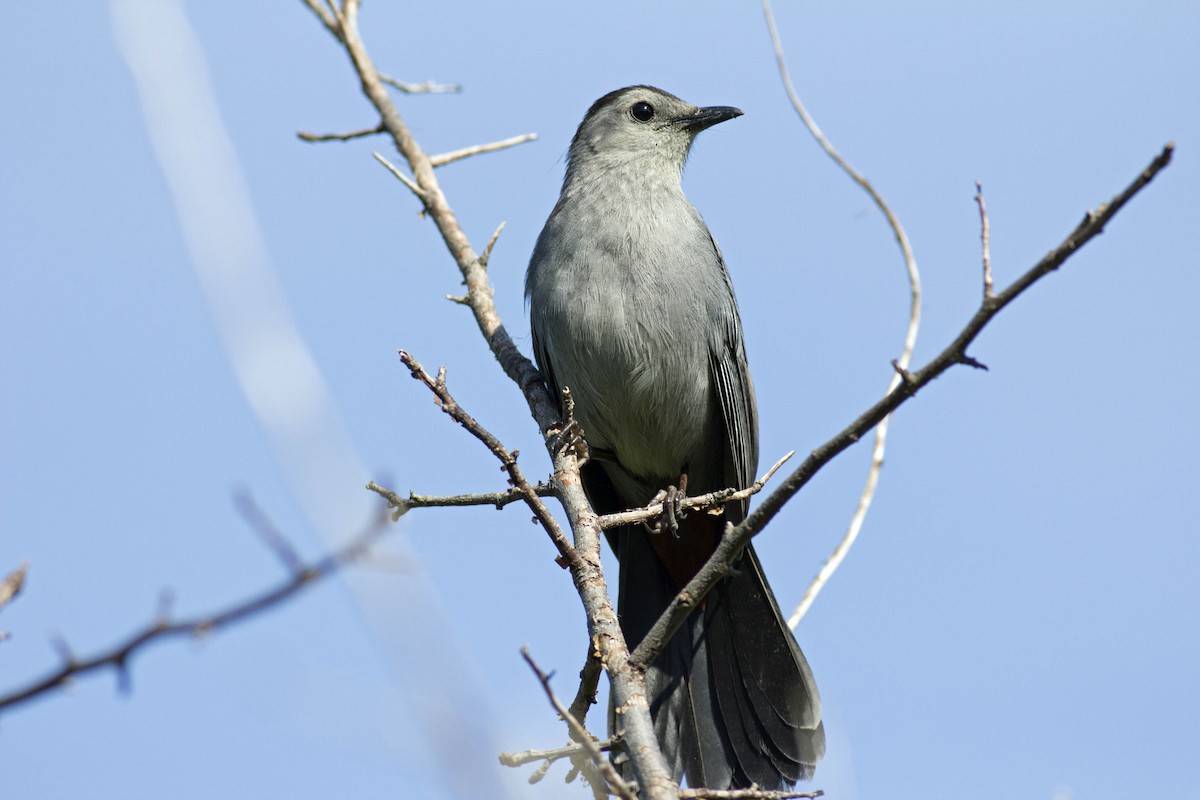 Gray Catbird - ML103902661