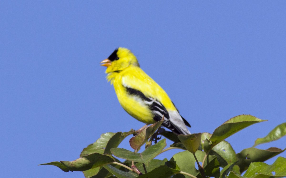 American Goldfinch - john chella