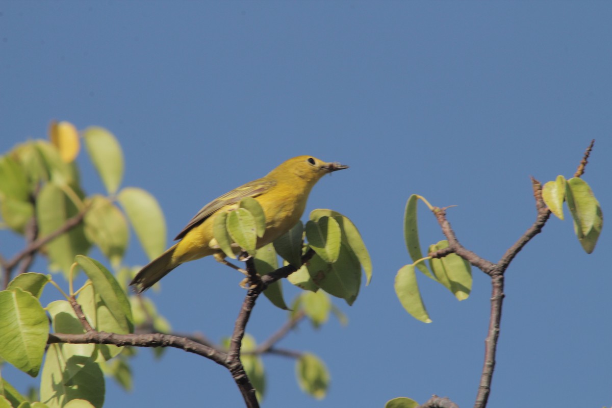 Paruline jaune - ML103903651