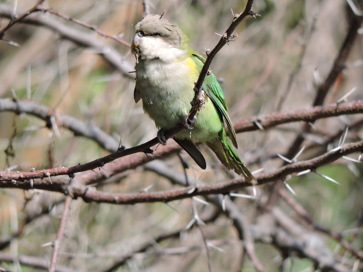 Gray-hooded Parakeet - ML103907051