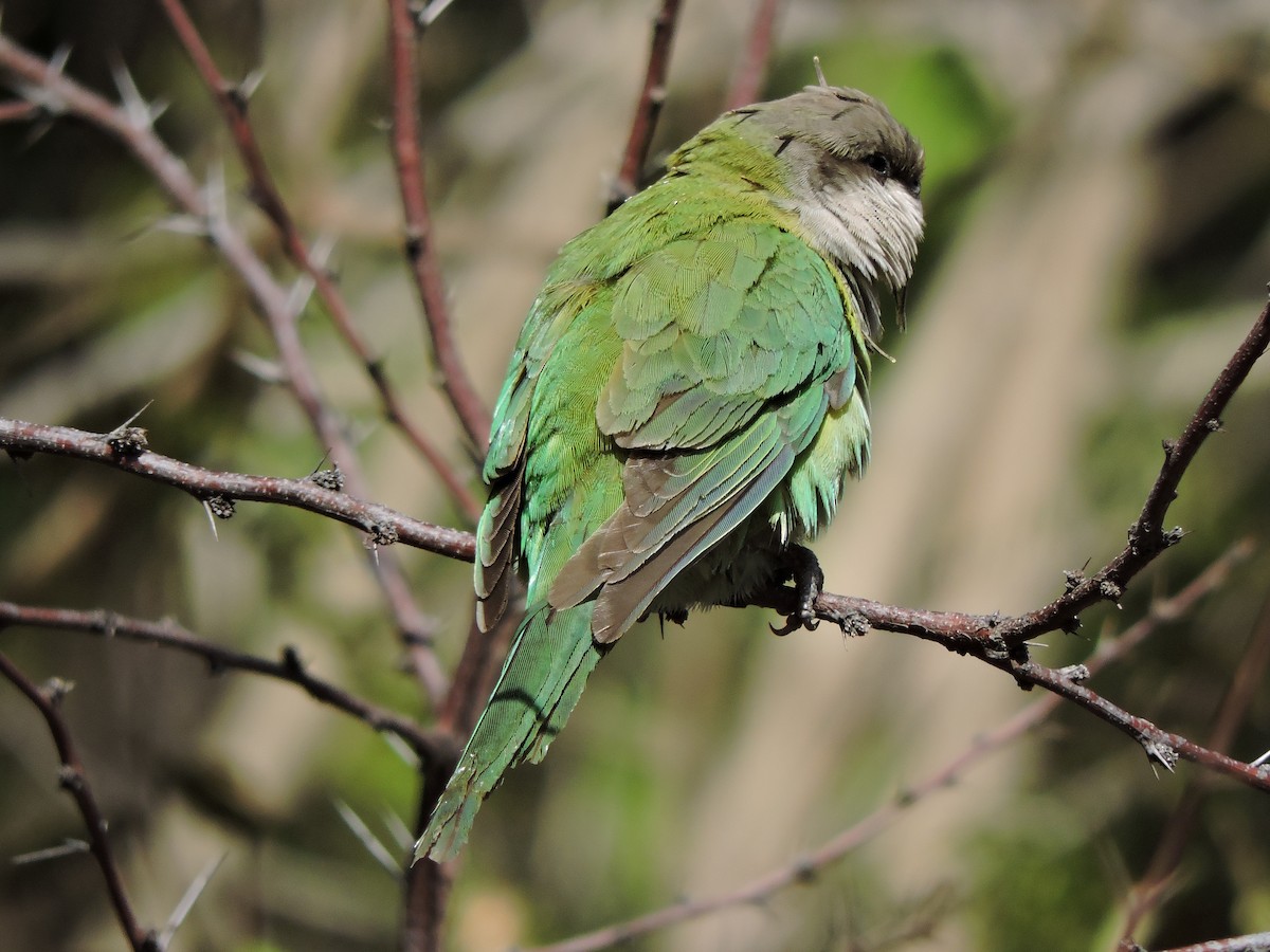 Gray-hooded Parakeet - ML103907061