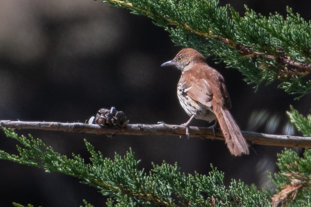 Brown Thrasher - ML103907701