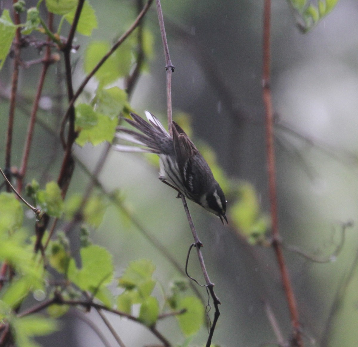 Black-throated Gray Warbler - ML103908371