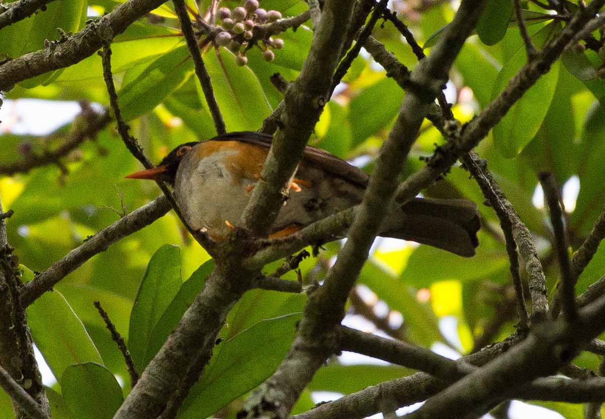 Taita Thrush - Simon Carter