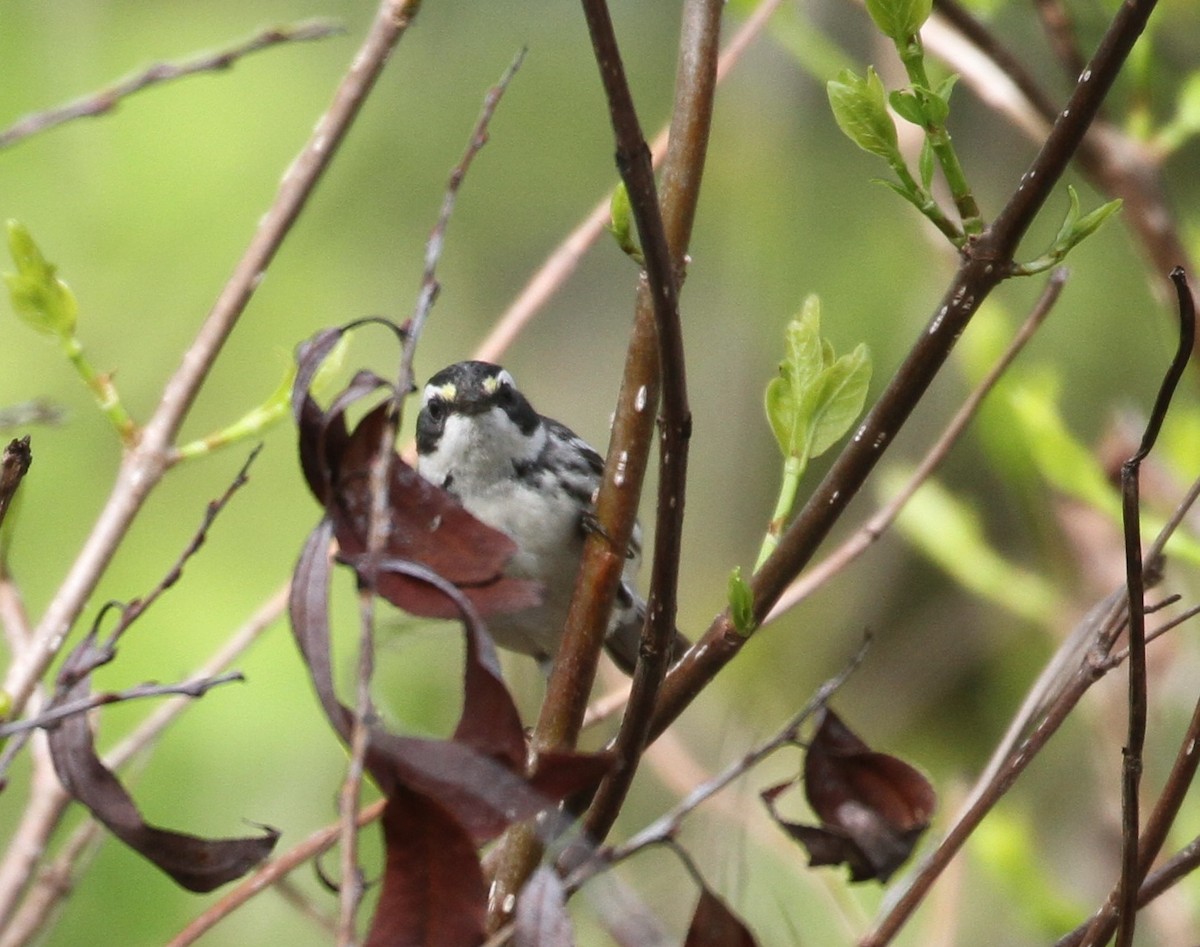 Black-throated Gray Warbler - ML103908611