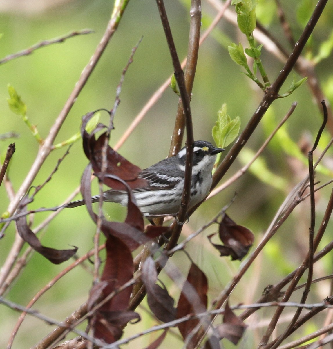 Black-throated Gray Warbler - ML103908641