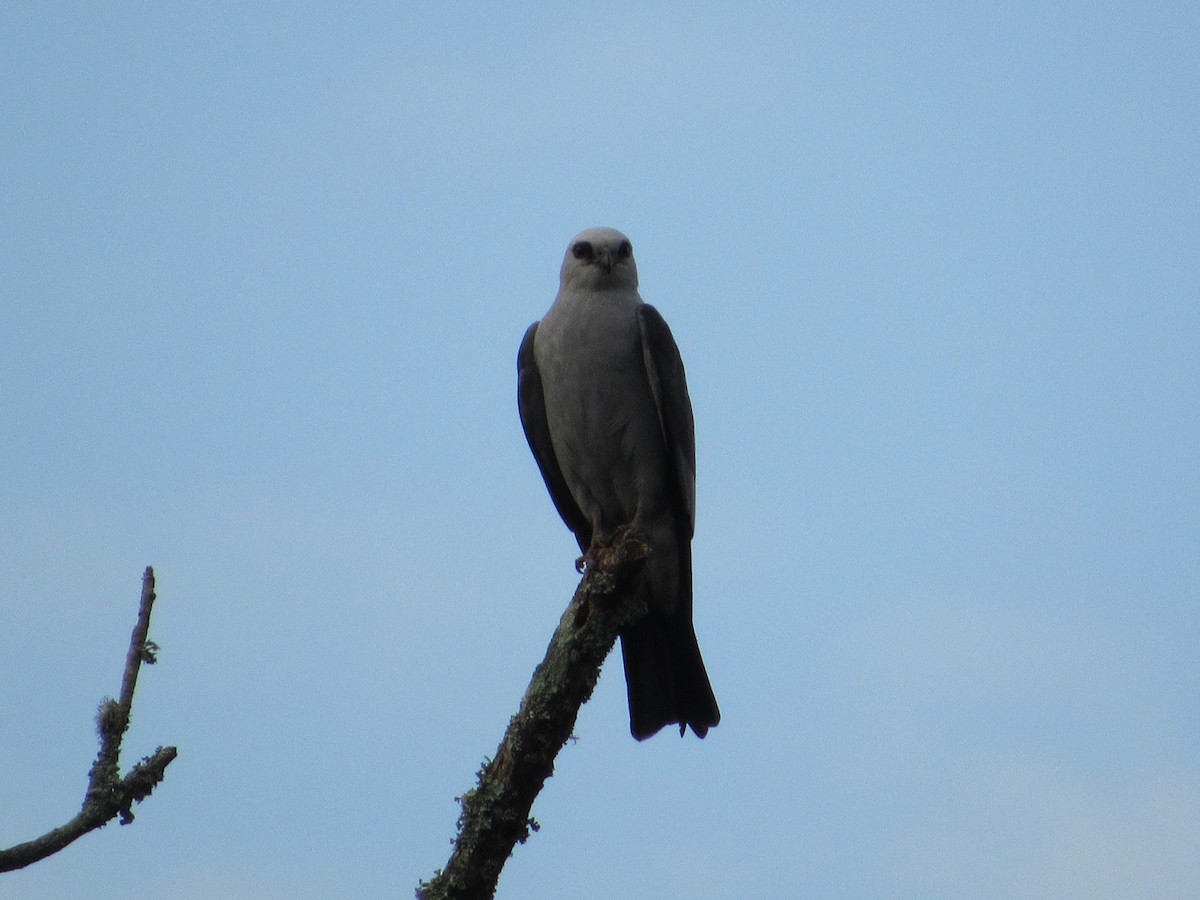 Mississippi Kite - Judy Behrens