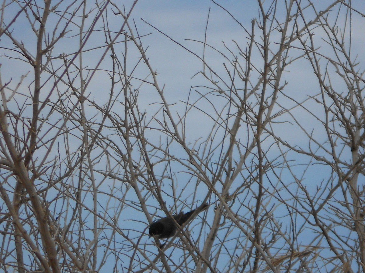 Sardinian Warbler - Nelson Conceição