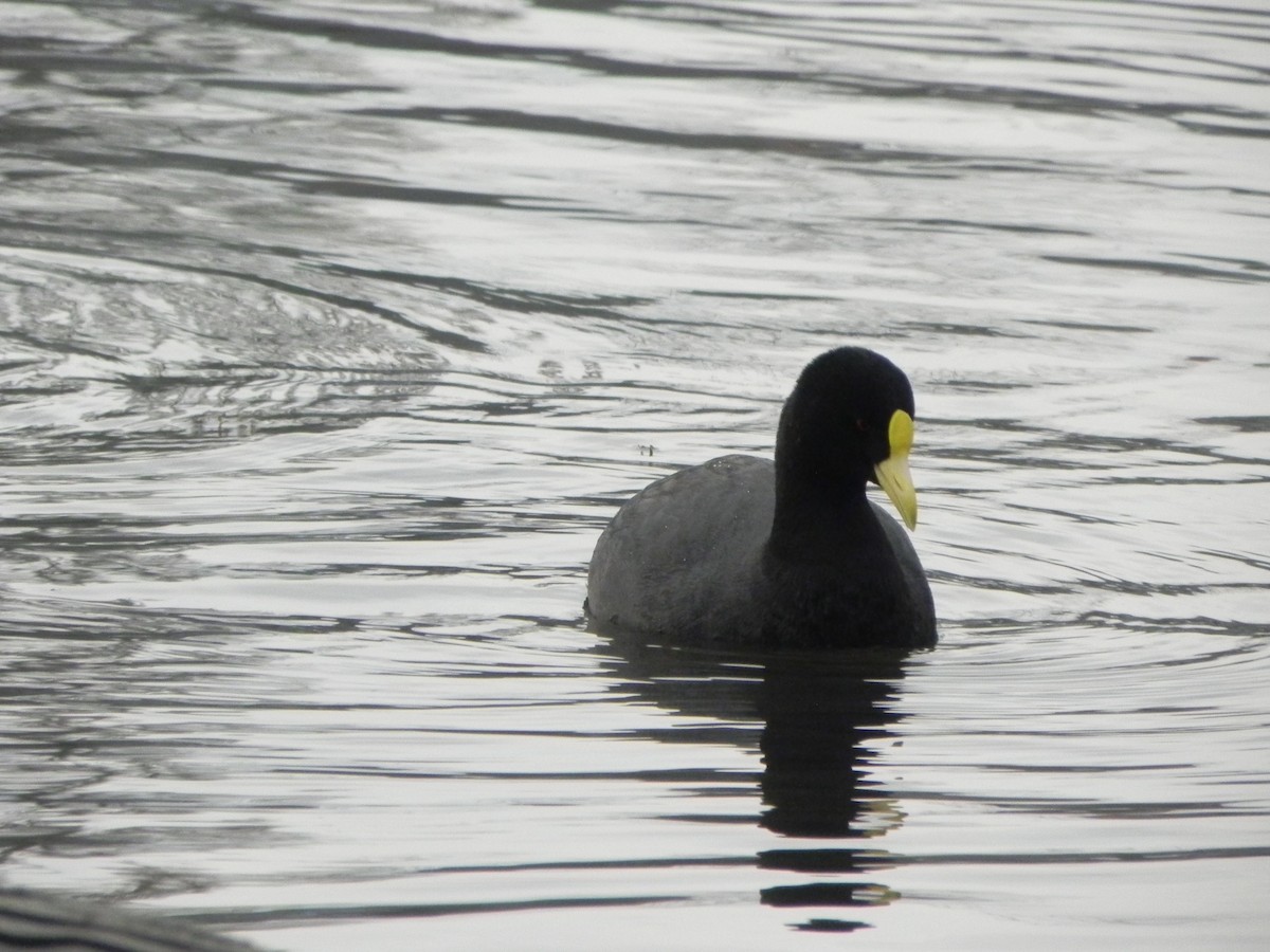 White-winged Coot - Enzo Cifuentes Castro