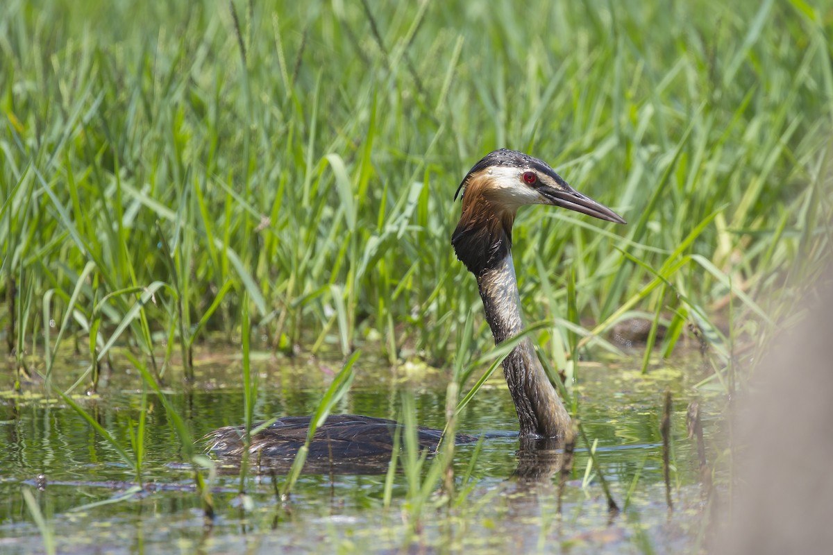 Great Crested Grebe - Panayotis Pantzartzidis