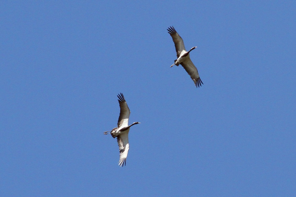 Demoiselle Crane - ML103916501