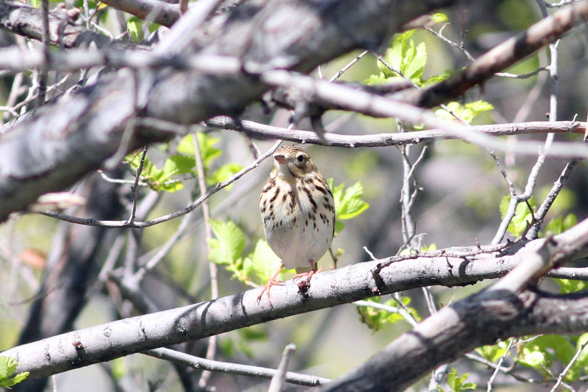 Pipit des arbres - ML103916541