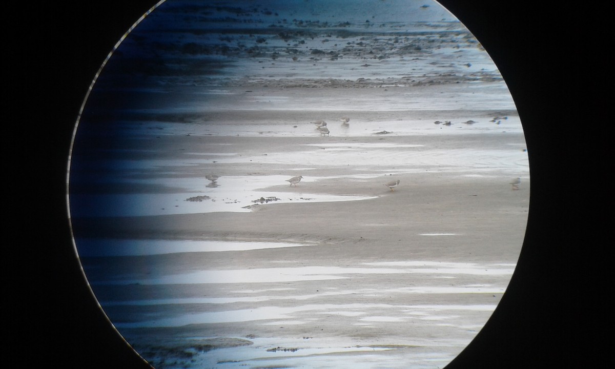 Magellanic Plover - ML103917911