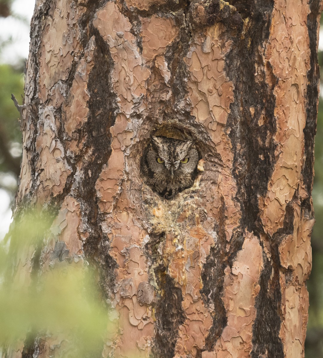 Western Screech-Owl - ML103921271