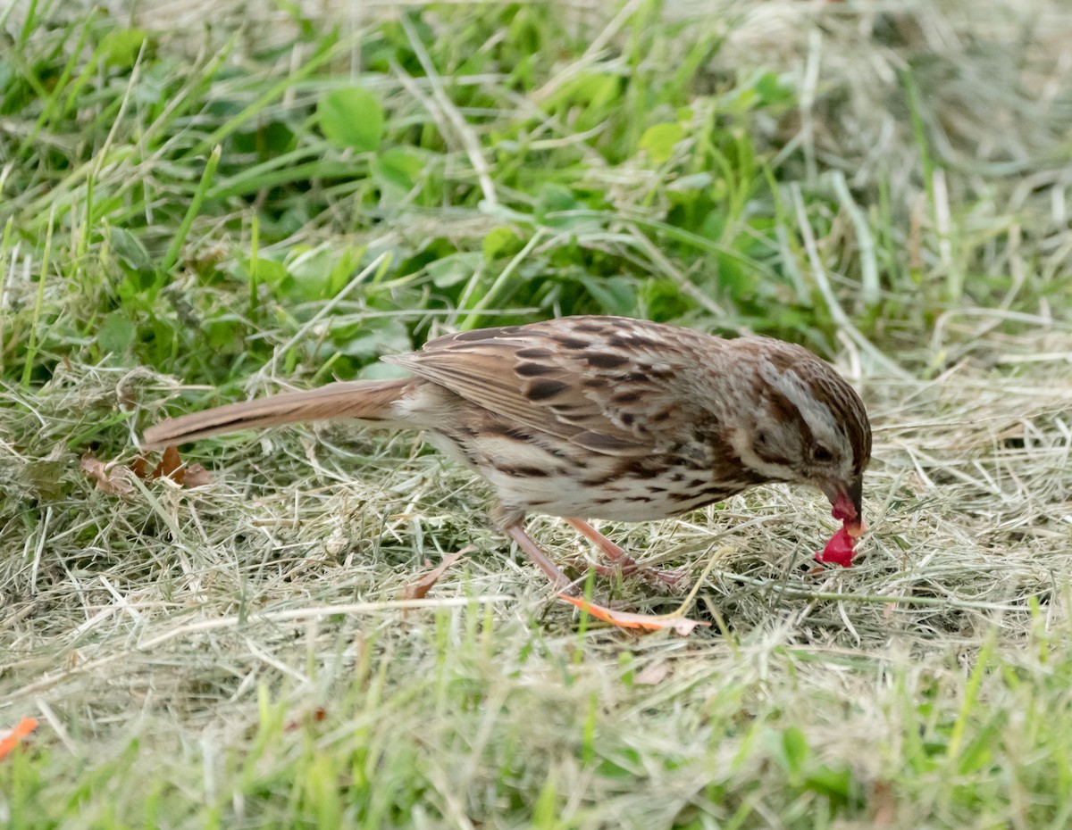 Song Sparrow - ML103921691