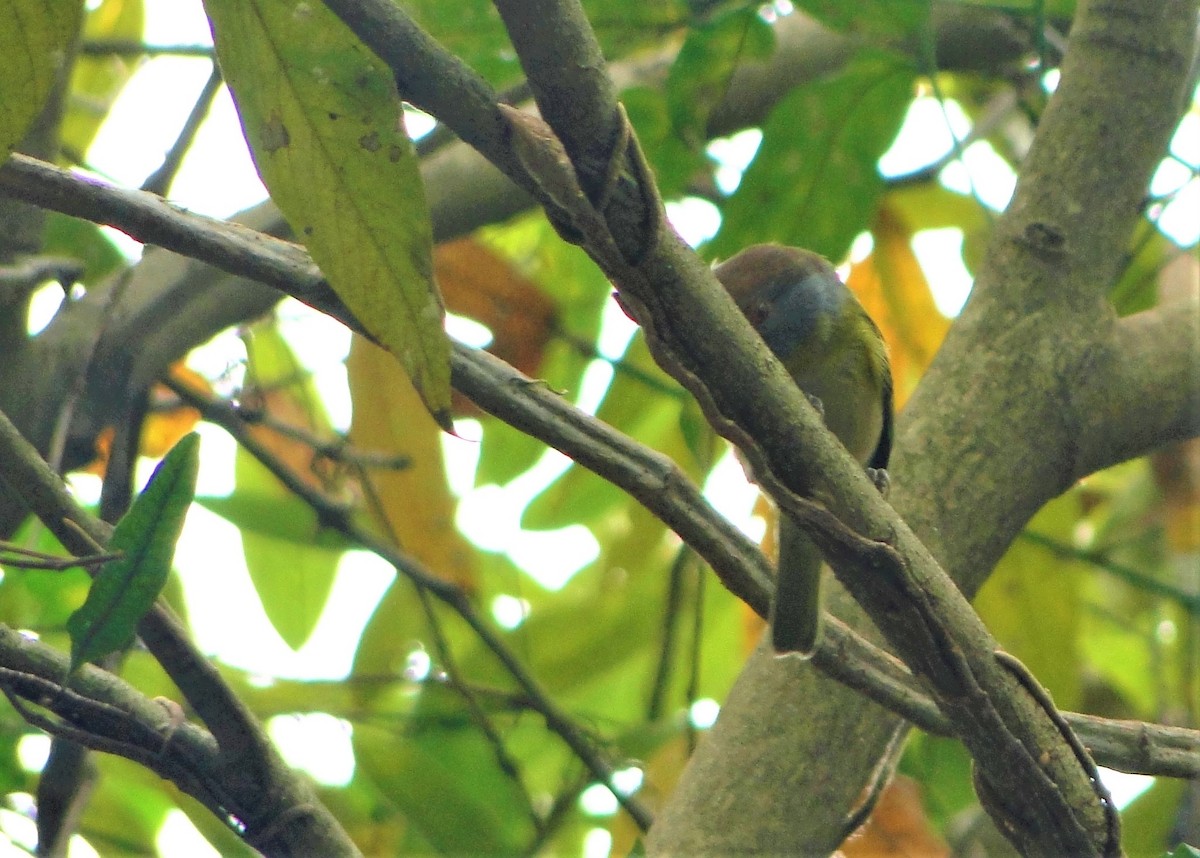 Rufous-browed Peppershrike - ML103925951