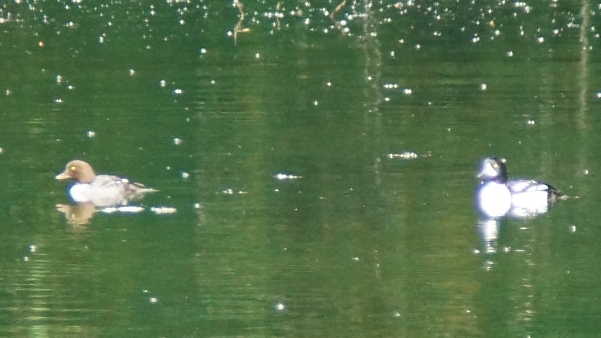 Barrow's Goldeneye - ML103926851